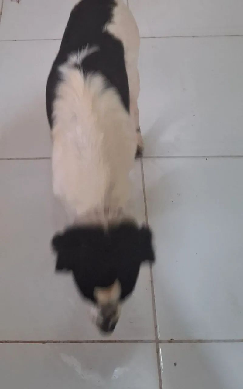 Cachorra castrada (3) - Foto 4