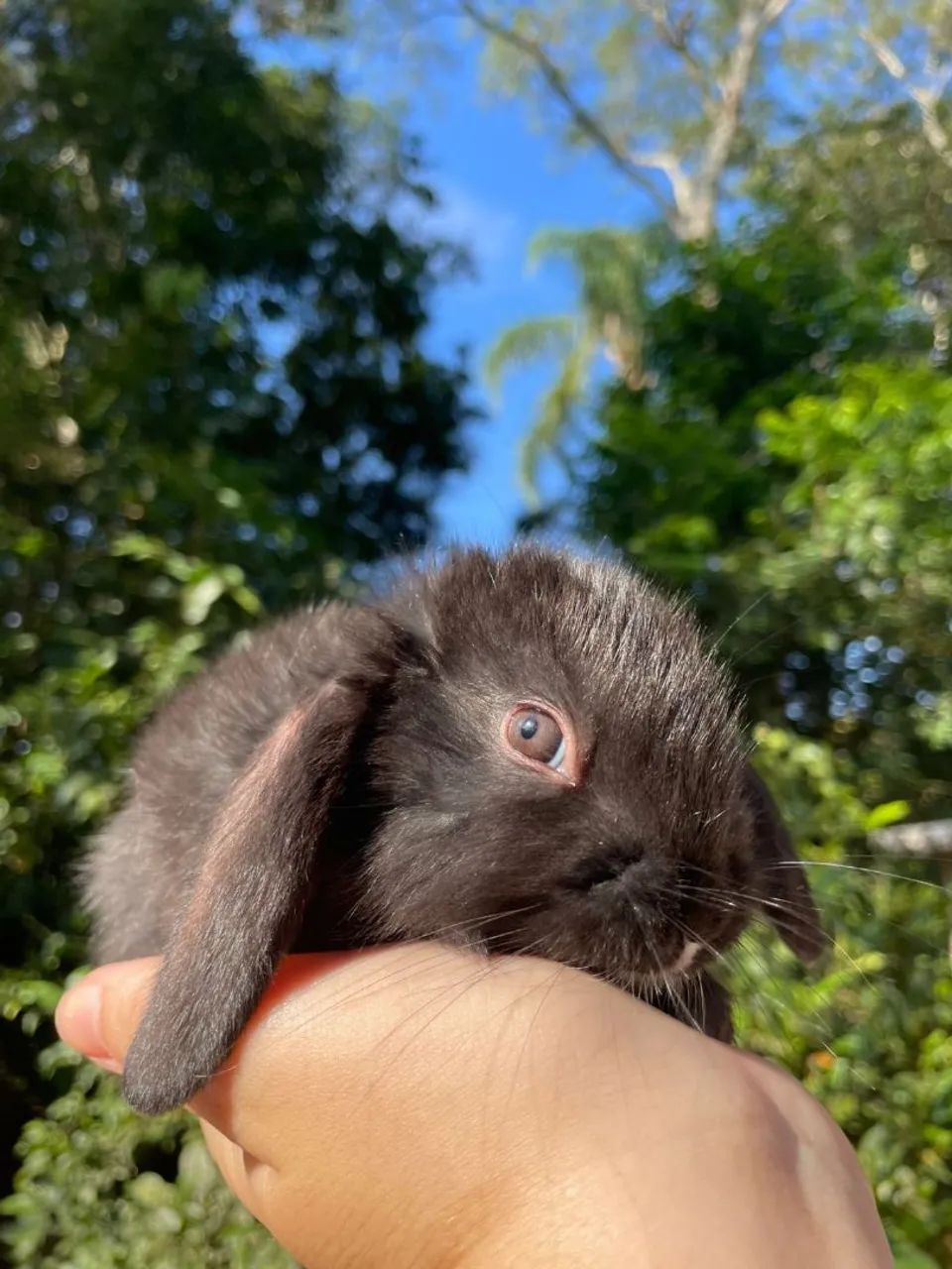 Lindo filhotes Mini coelhos páscoa  - Foto 3