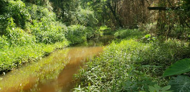 Chácara Agudos do Sul - 50 mts da Br c/ Tanque e rio - Foto 18