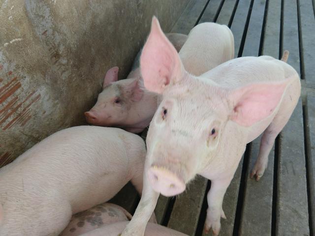 Suinos e leitões - Foto 2