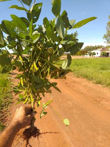 Fazenda para Soja com 6.200 hectares - Foto 4