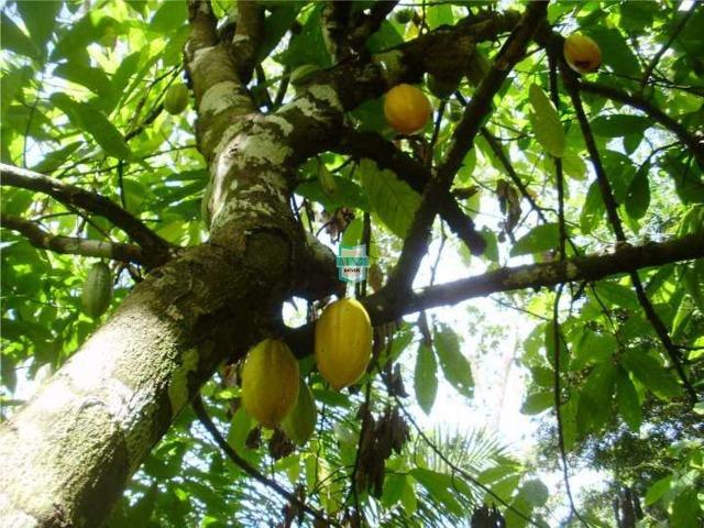 Fazenda localizada na cidade de Taperoá. - Foto 15