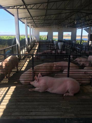 Suinos e leitões - Foto 3