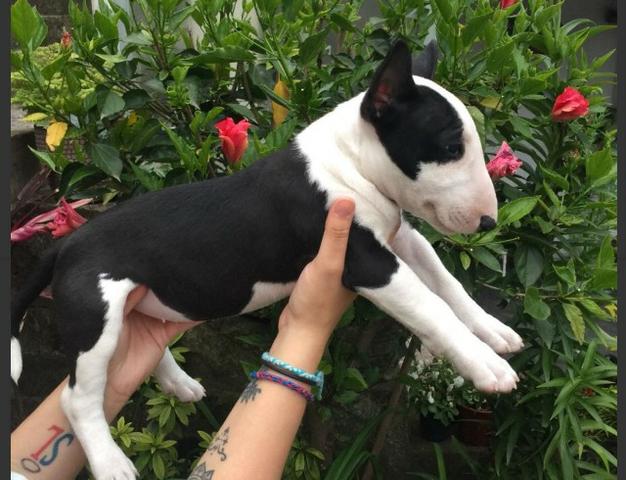 Bull Terrier Ingles - 6 lojas próprias - Whatsapp * - Jean
