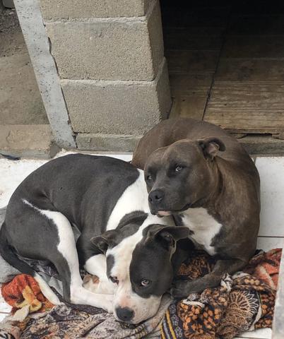 Filhotes american Staffordshire Terrier - Foto 6