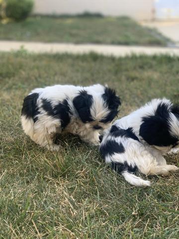 Shih tzu macho - Foto 6