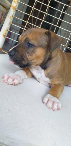 Último pitbull da ninhada - Foto 4