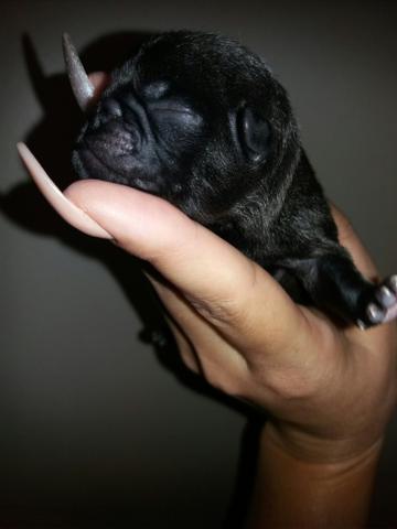 Belíssimos filhotes de Pug a venda. - Foto 4