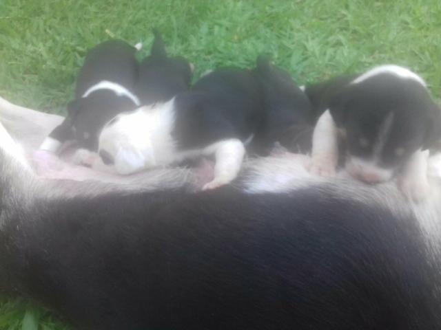 Doasse se cachorrinhos - Foto 2