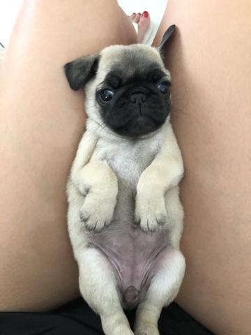 Pug - Foto 3