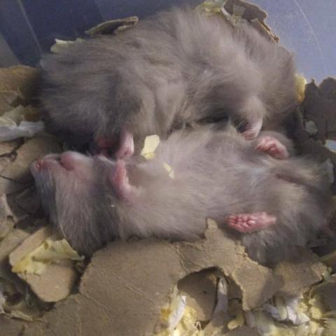 Hamster Sírio de pelúcia - Foto 4