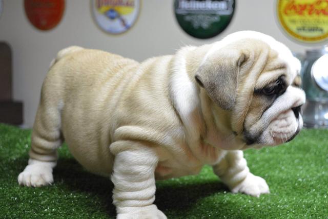 Bulldog Inglês filhotes fêmeas