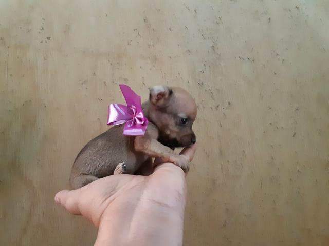 Pinscher zero só 400 - Foto 4