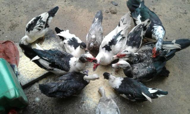 Vende-se Patos e Patas - Foto 2