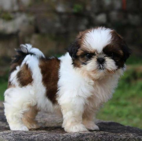 Shih tzu entrega imediata - Foto 2