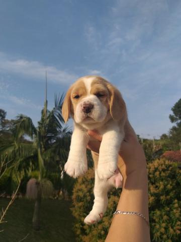 Beagle 13 polegadas, bicolor e tricolor, com suporte veterinário gratuito!
