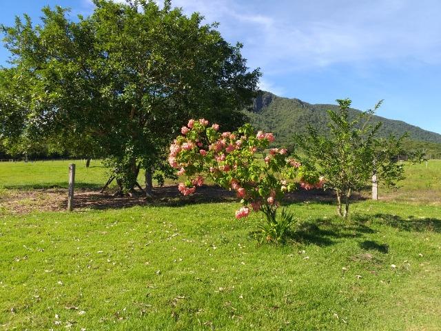 Vendo chácara na agrovila das palmeiras porteira fechada - Foto 11