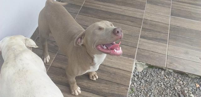 Pitbull - Foto 3
