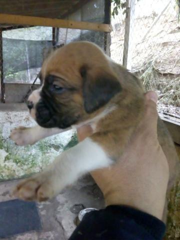 Lindos Filhotes Boxer - Foto 5