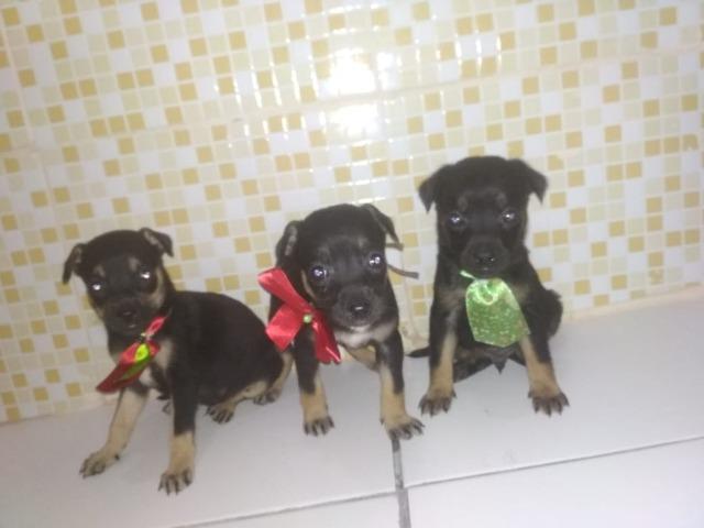 Pinscher com chihuahua valor 100 - Foto 2