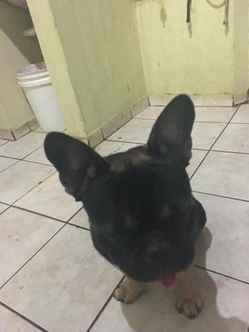 Bulldog Frances - Foto 3