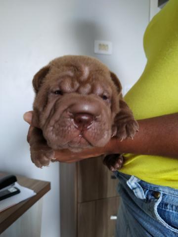 Filhotes de Sharpei - Foto 5