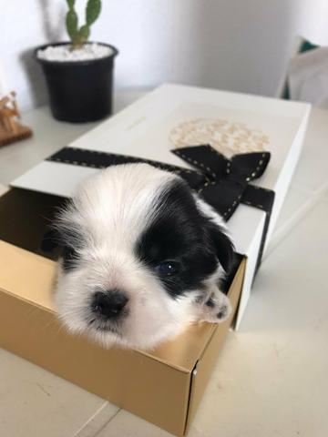 Shih Tzu