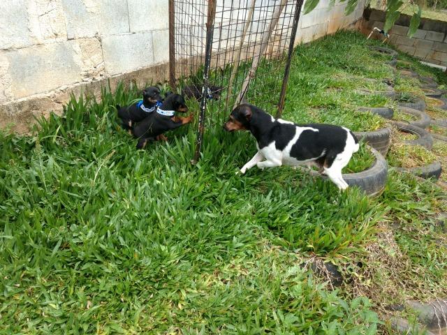 Fox Paulistinha X Pinscher Machinhos - Foto 6
