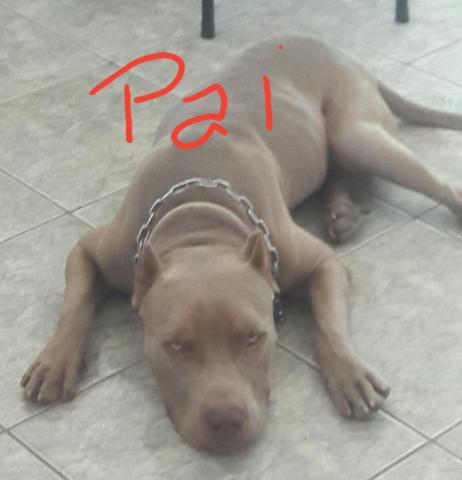 Pitbull American bully
