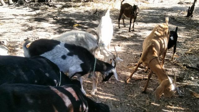 Cabras e bode - Foto 2