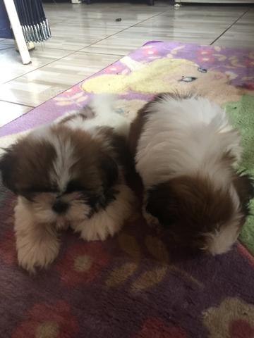 Vendo shih - Foto 2