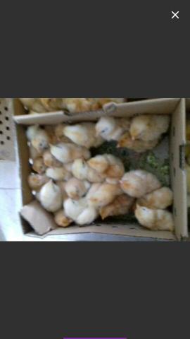 Pintinhos melhorados - Foto 3