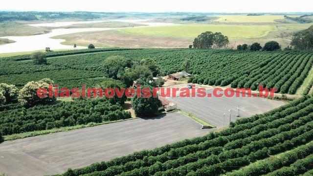 Fazenda de café - 110.000 pés - Patrocínio - MG