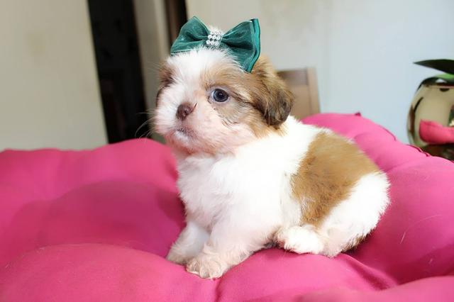 Lindíssima fêmeas shihtzu mini e micros
