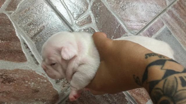 Buldogue francês - Foto 6