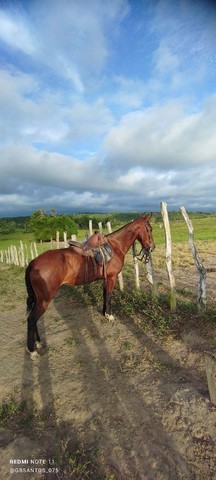 EGUA MANGALARGA 