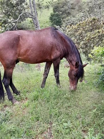 Cavalo de cela - Animais para agropecuária - Borda da Mata 1256806947