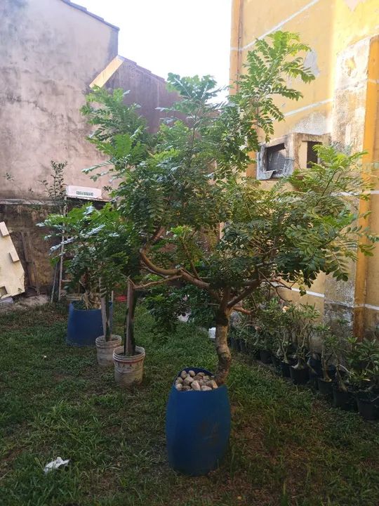 Vendo lindo pé de ciriguela 