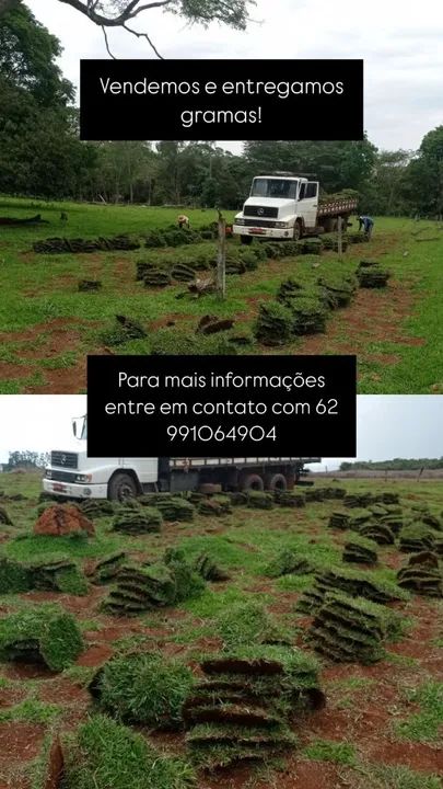 Grama para jardim - Entrega rápida! - Foto 3