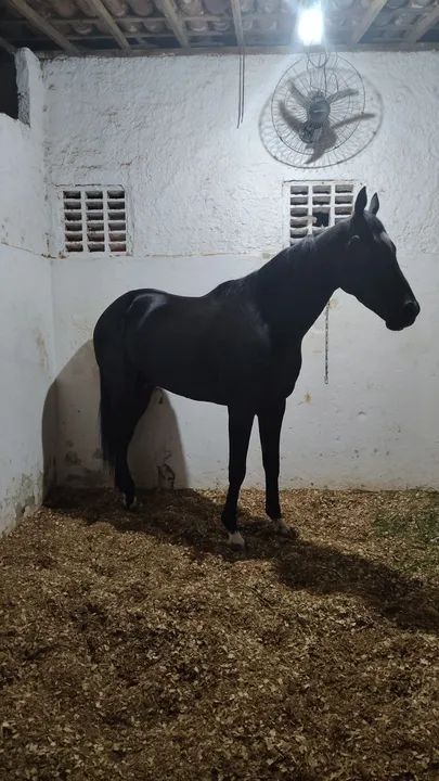 Cavalo Negro - Puro Sangue inglês  - Foto 5