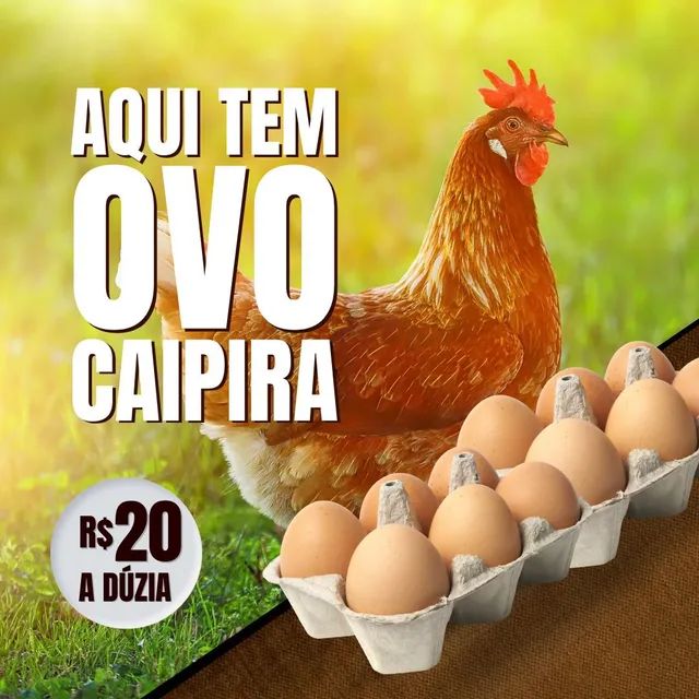 Embrapa 051 em início de postura - Foto 4