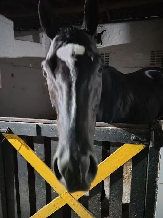 Cavalo Negro - Puro Sangue inglês  - Foto 4