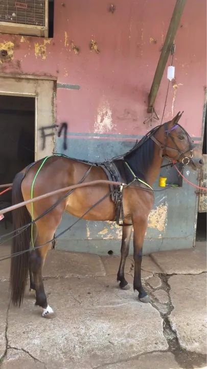 Potra mestiça american troter 