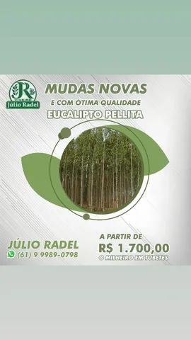 Mudas de Eucalipto, Mudas de Sansão do Campo,. - Foto 3