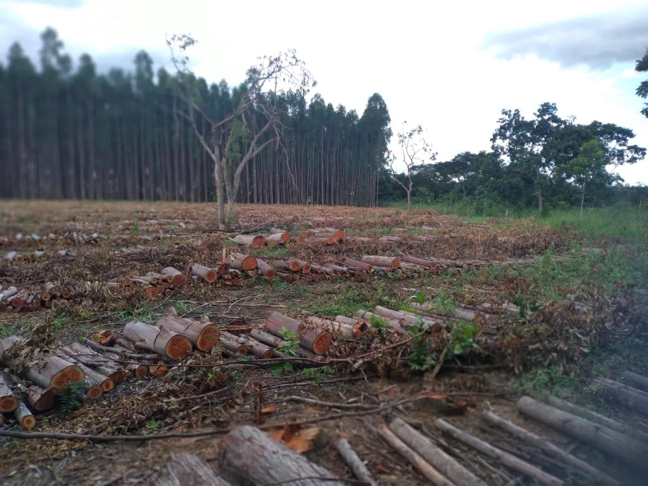 foto - Luziânia - Área Rural de Luziânia