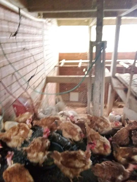 Galinhas poedeiras à venda - Foto 3