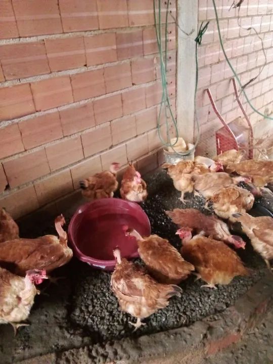 Galinhas poedeiras à venda - Foto 4