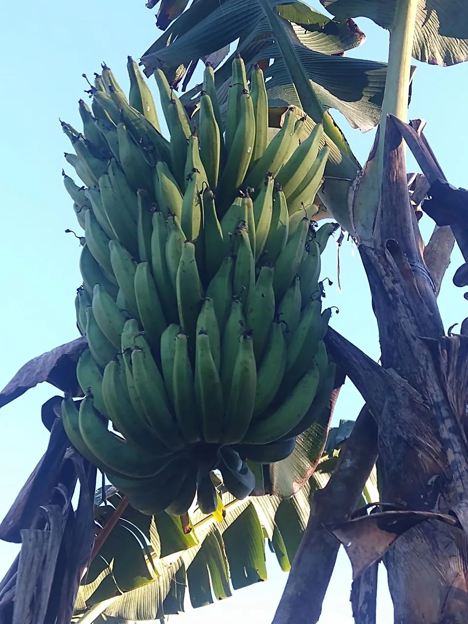 Muda banana da terra  - Foto 4