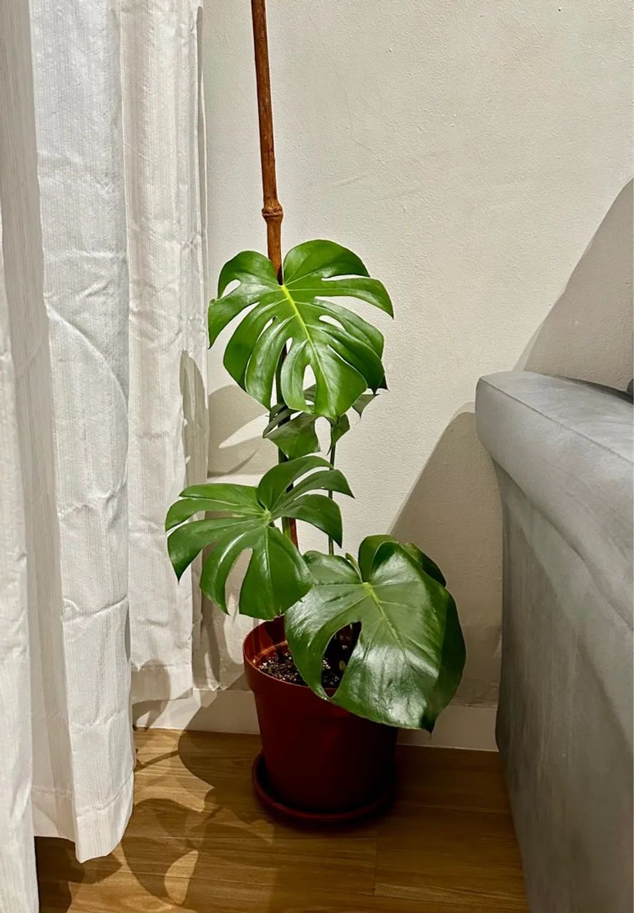 Costela de Adão perfeita com tutor  - Foto 2