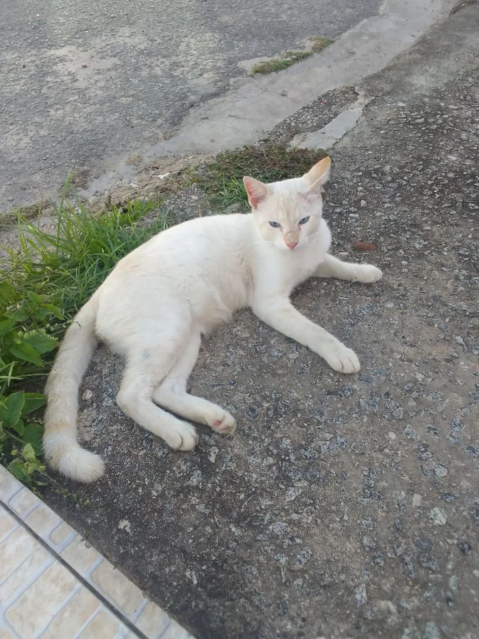 Gatinho branco disponível para adoção